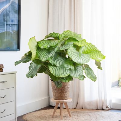 Calathea-Orbifolia-P27-2