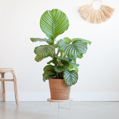 Calathea-Orbifolia-p19-Lifestyle