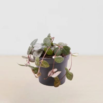 mini ceropegia