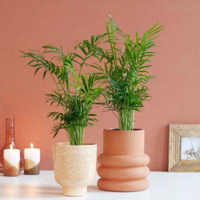 Chamaedorea-Elegans-Duo-1024