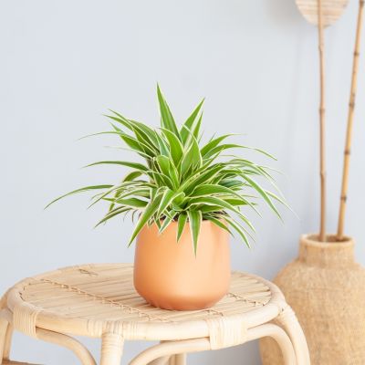 Chlorophytum-Comosum-p12-Lifestyle