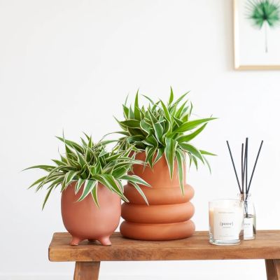 Chlorophytum-comosum-Duo-1-1024