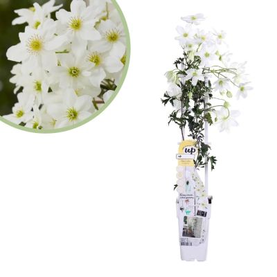 Clematis-Cartmanii-Avalanche