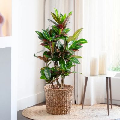 Anthurium Silver Blush