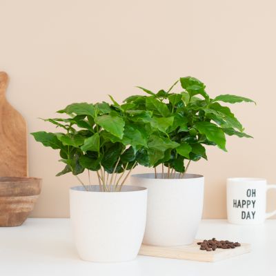 Solanum Evolvulifolium - P10