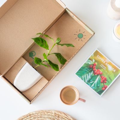 Coffea-arabica-koffie-plant-Brievenbus-bomen-boompjes-duurzaam-sustainable-groen-cadeau-gift-letterbox-trees-unique-gift-bloompost800-4