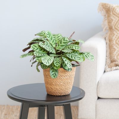 Ctenanthe-Burle-Marxii-p12-Lifestyle