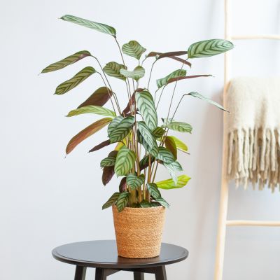 Ctenanthe-Compact-Star-p17-Lifestyle
