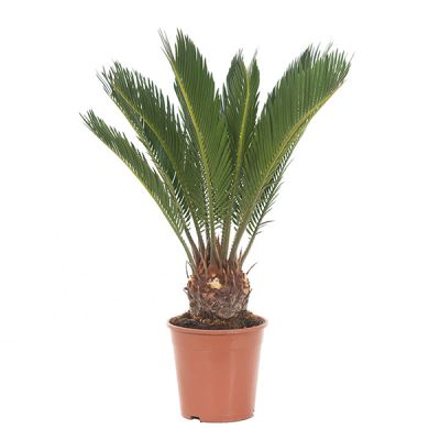 Cycas Revoluta in kwekerspot