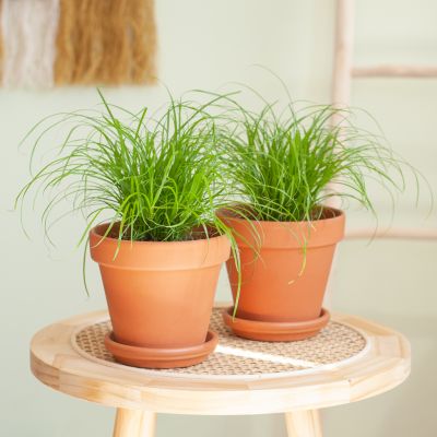 Cyperus-Zumula-Duo-p12-Lifestyle