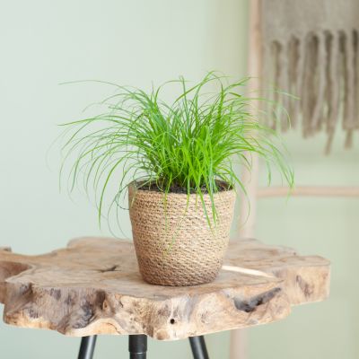 Cyperus-Zumula-p12-Lifestyle