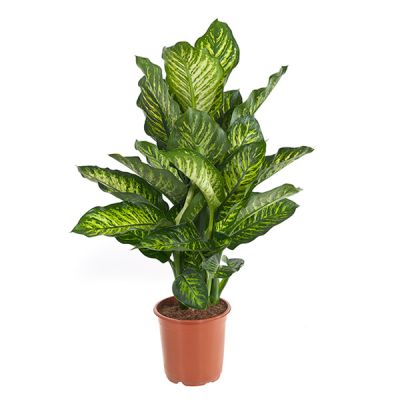Dieffenbachia Maroba