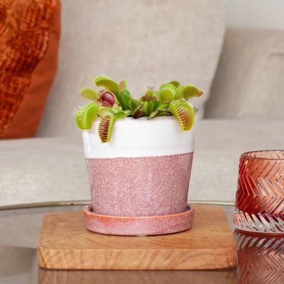 Dionaea-Muscipula-P9-sfeer-10241