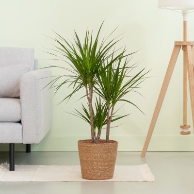 Dracaena-Marginata-p21-Lifestyle