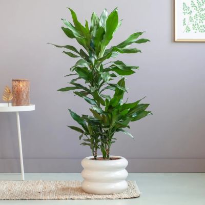 Dracena-janet-lind-P21-1024