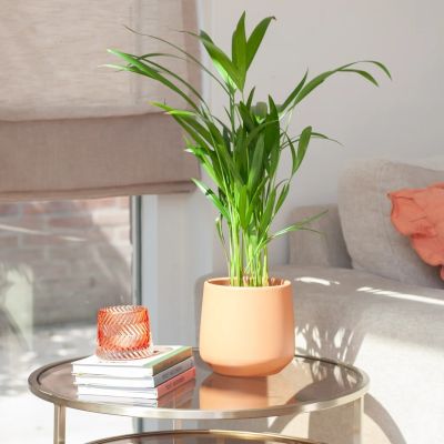Dypsis-Lutescens-Areca-Goudpalm-P12-S-1-1024