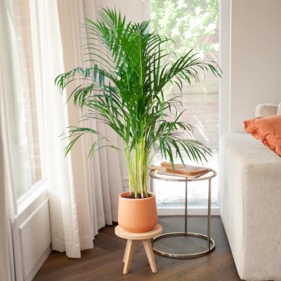 Dypsis-Lutescens-Areca-Goudpalm-P21-1024