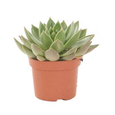 Echeveria Miranda