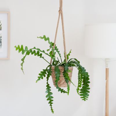 Monstera Siltepecana