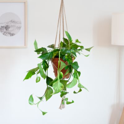 Epipremnum-Pinnatum-Aureum-Lifestyle