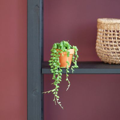 Epipremnum Pinnatum Global Green