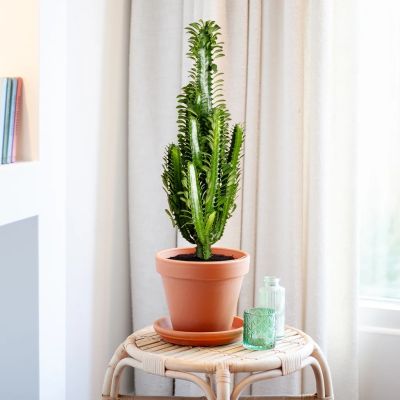 Euphorbia-Trigona-P17