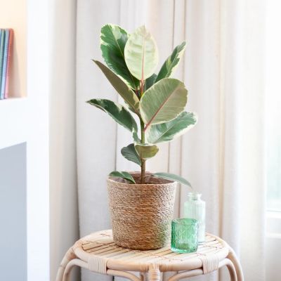 Ficus-Elastica-Tineke-P17-10240b