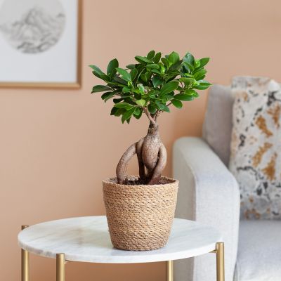 Ficus-Ginseng