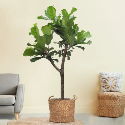Grote Ficus Lyrata