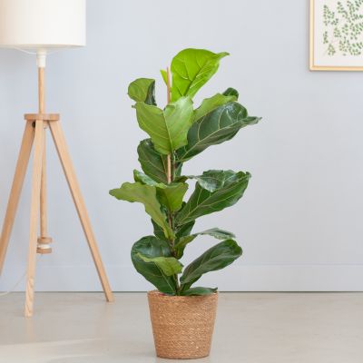 Ficus-Lyrata-p21-Lifestyle