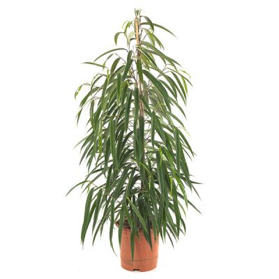 Ficus Alii