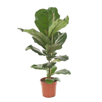 Vioolplant