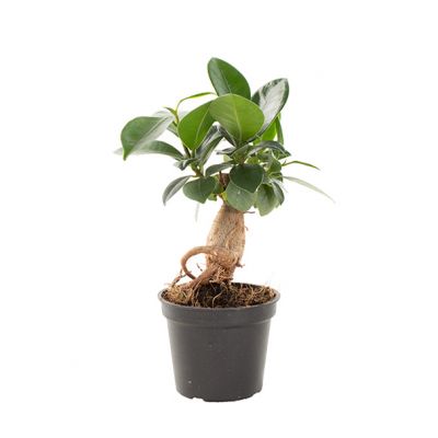 Rhaphidaphora Korthalsii randje
