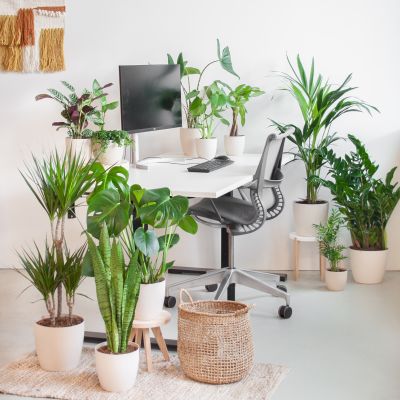 Groene-Werkplekbox-Plantje