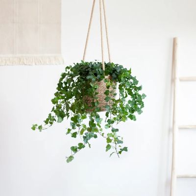 Hedera-Helix-Lifestyle-kleiner-1024