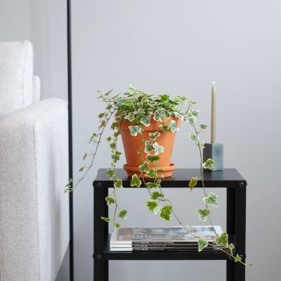 Hedera-Helix-White-Wonder-12-cm-1