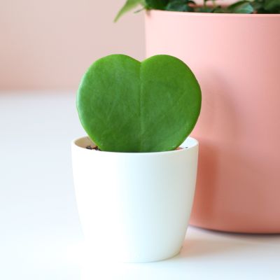 Hedera-Klimop-Hoya-heart-hart-Plantje-moederdag-perfect-groen-cadeau-vers-van-de-kweker10243