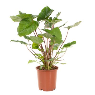 Monstera Siltepecana