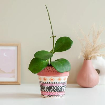 Hoya-Kerrii-1024