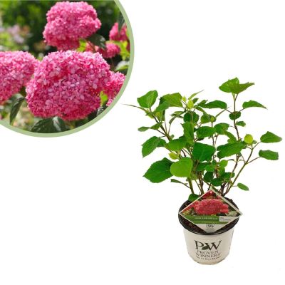 Hydrangea-arbo