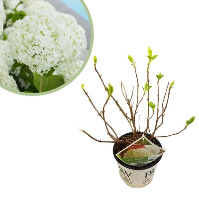 Hydrangea-arbo