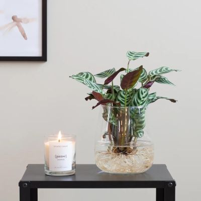 Hydroponie-Alzalea-vase-Ctenanthe-Burle-Marxii-1-2-1024