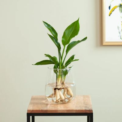 Hydroponie-Alzalea-vase-Strelitzia-Reginae-6-1024