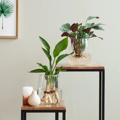 Hydroponie-alzalea-Strelitzia-Reginae-Ctenanthe-Burle-Marxii-3-2-1024