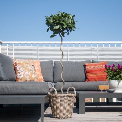 Solanum Evolvulifolium - P10