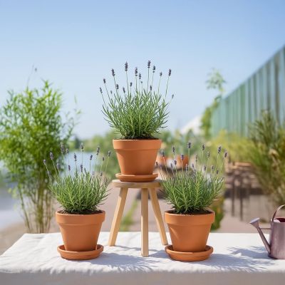 Lavendel-Lavendula-provence-P12-trio-3x-drie-stuks-1024-1
