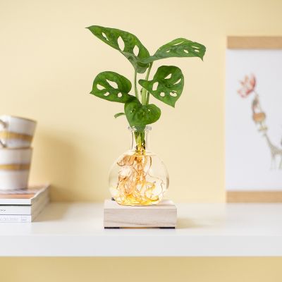 Monstera Adansonii lichtplantje