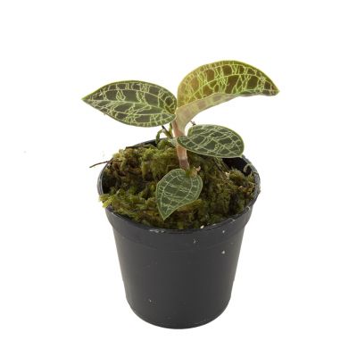 Scindapsus Treubii Dark plant
