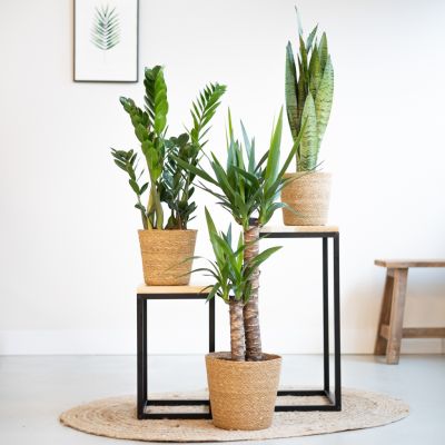 Monstera Siltepecana