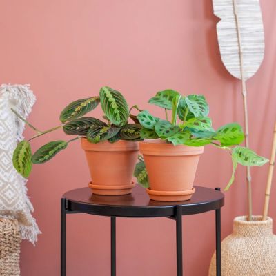 Maranta-Leuconeura-Duo-1024
